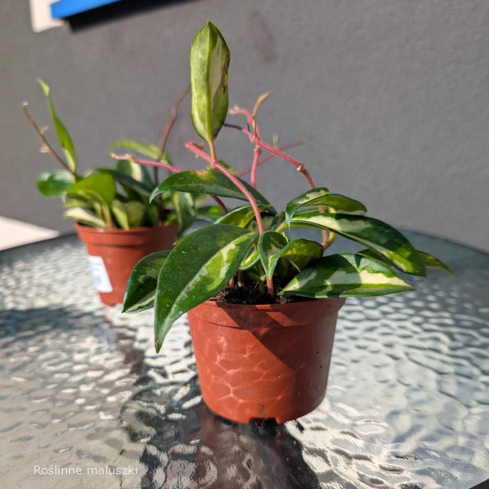 Hoya carnosa Tricolor Ø9cm.