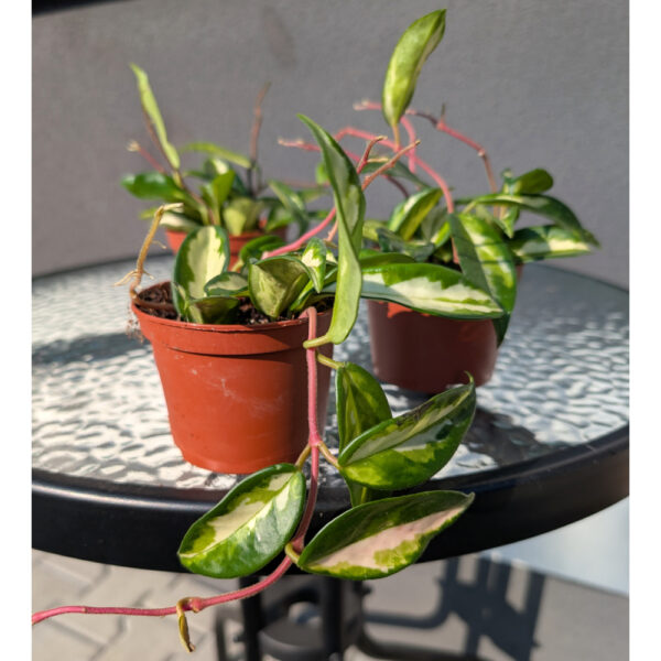 Hoya carnosa Tricolor Ø9cm.