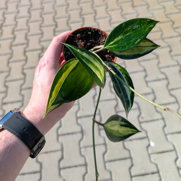 Hoya Pot Of Gold Ø9cm.