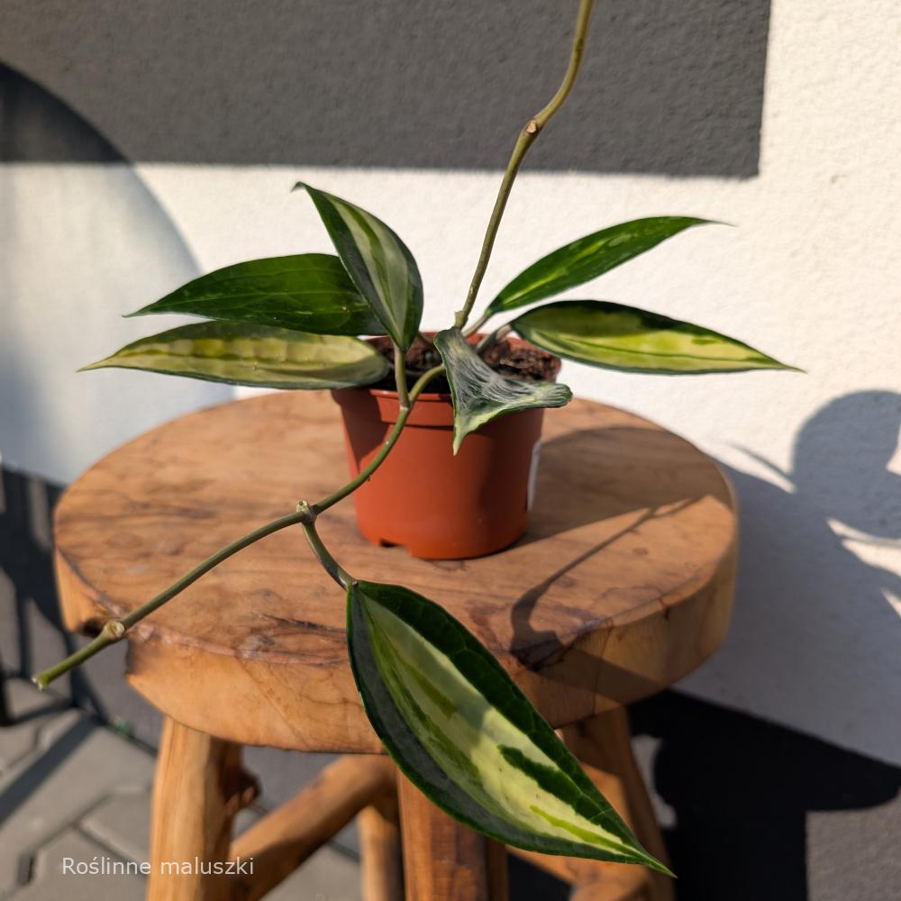 Hoya Pot Of Gold Ø9cm.