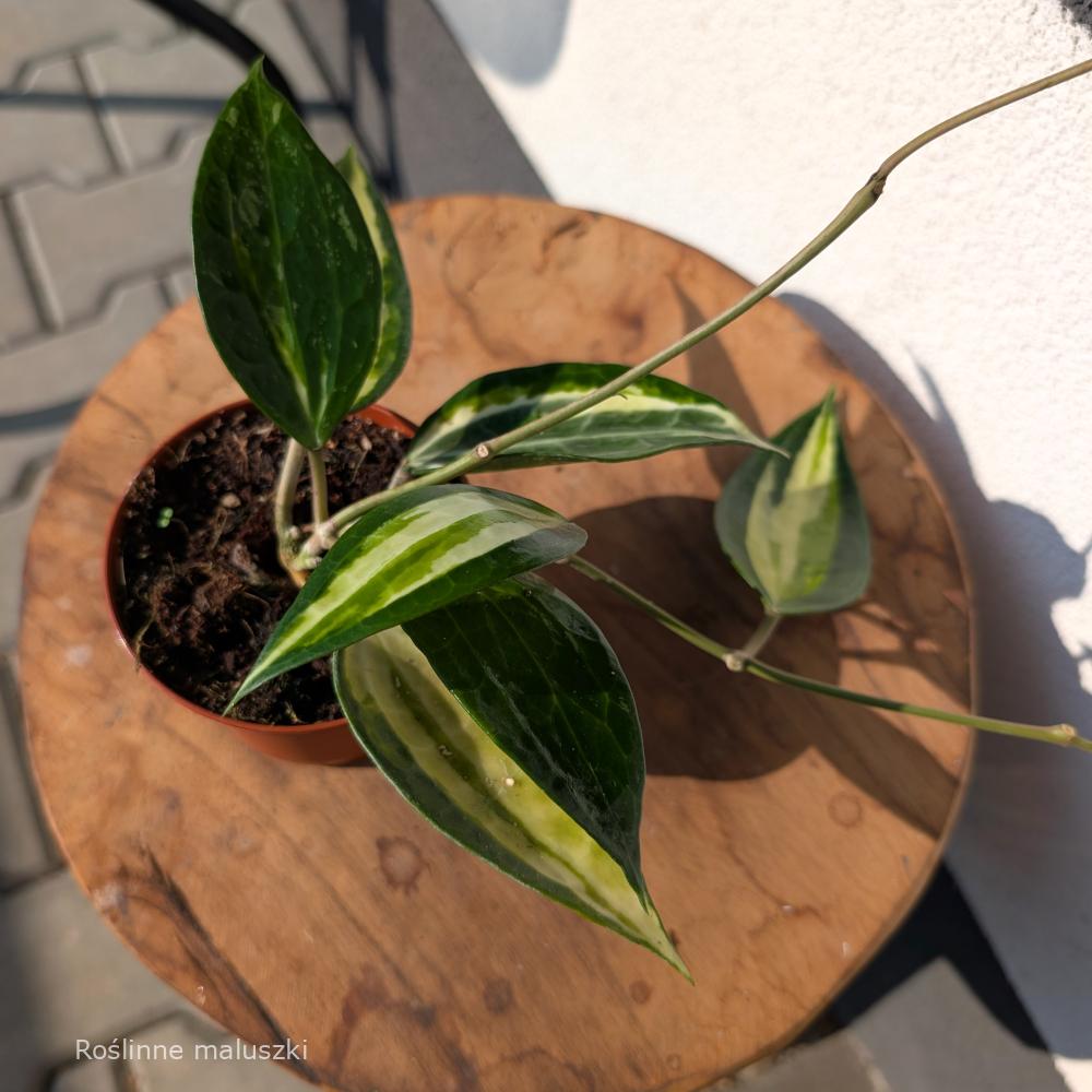 Hoya Pot Of Gold Ø9cm.