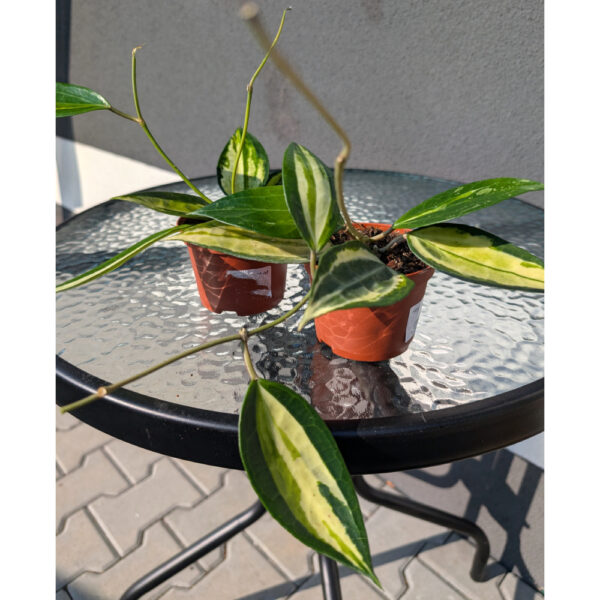 Hoya Pot Of Gold Ø9cm.