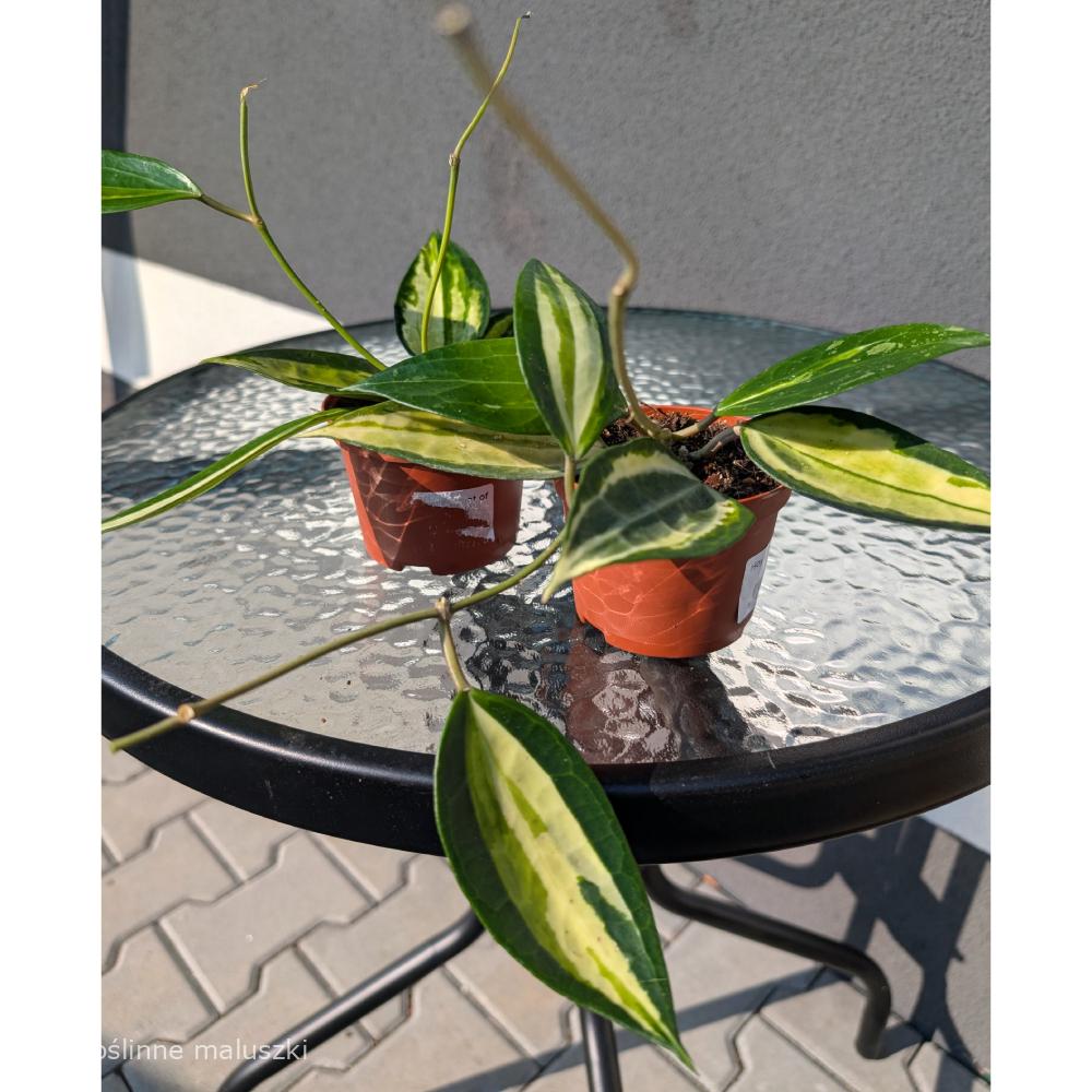 Hoya Pot Of Gold Ø9cm.