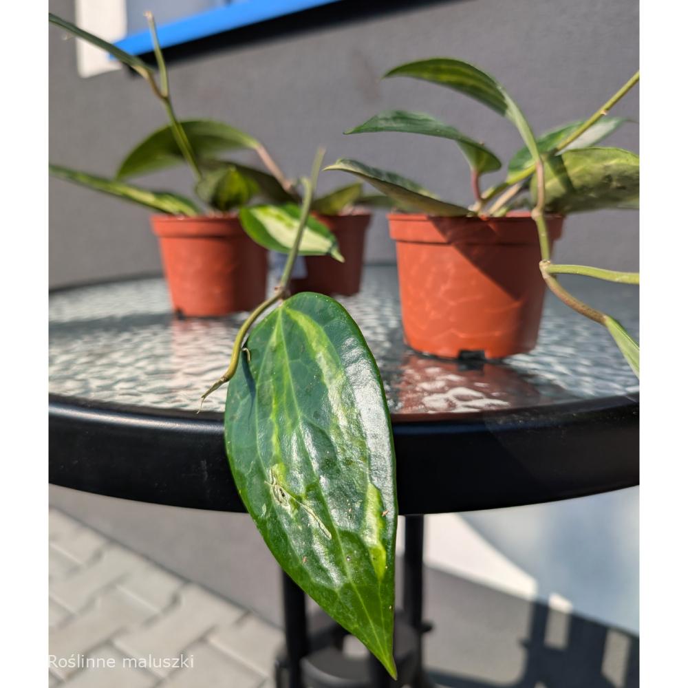 Hoya Pot Of Gold Ø9cm.