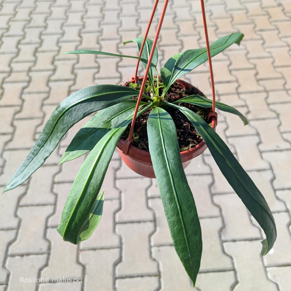Anthurium Vittarifolium Ø14cm.