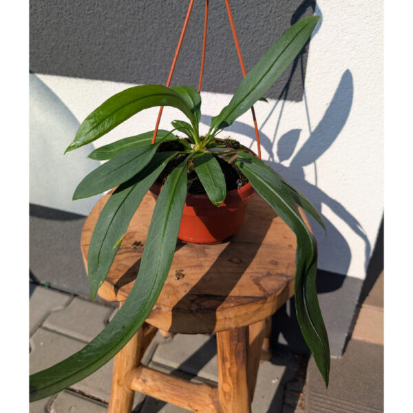 Anthurium Vittarifolium Ø14cm.