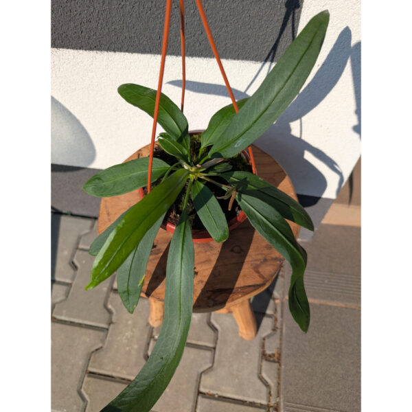 Anthurium Vittarifolium Ø14cm.