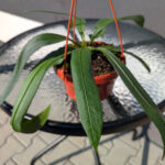 Anthurium Vittarifolium Ø14cm.