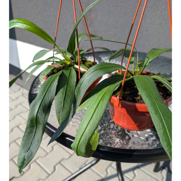 Anthurium Vittarifolium Ø14cm.