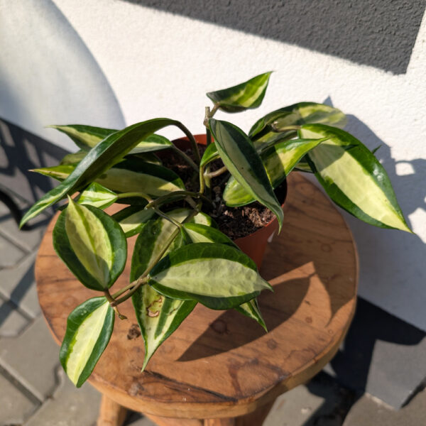 Hoya Pot Of Gold Ø12cm.