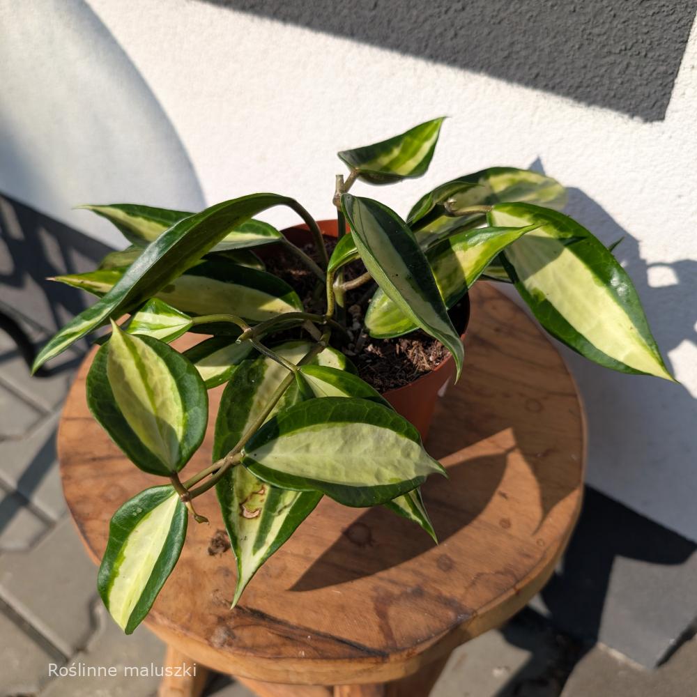 Hoya Pot Of Gold Ø12cm.