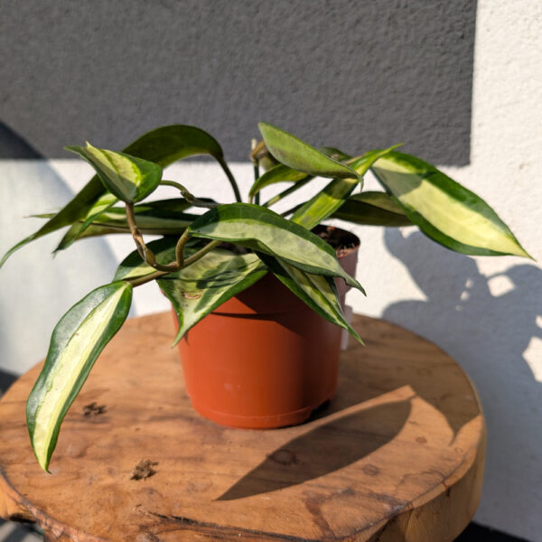 Hoya Pot Of Gold Ø12cm.