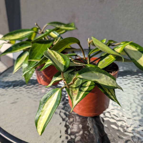 Hoya Pot Of Gold Ø12cm.