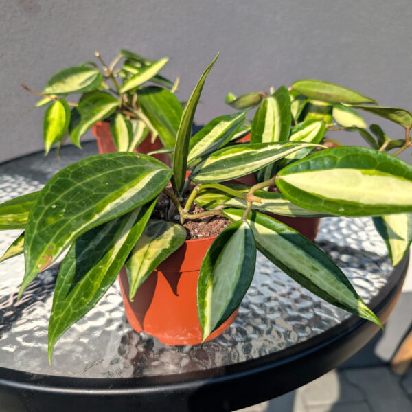 Hoya Pot Of Gold Ø12cm. Hoya Pot Of Gold Ø12cm.