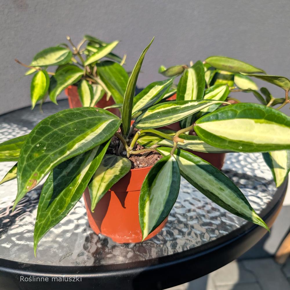 Hoya Pot Of Gold Ø12cm.