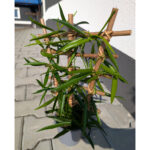 Hoya Longifolia Ø12cm.