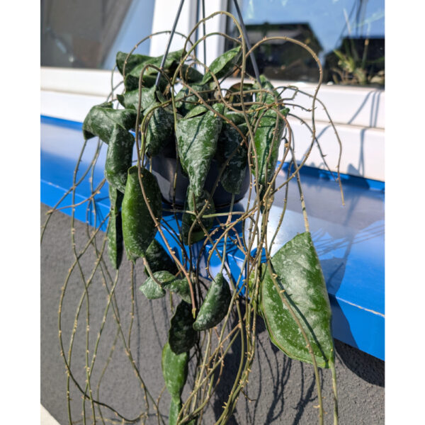 Hoya imbricata Ø14cm.