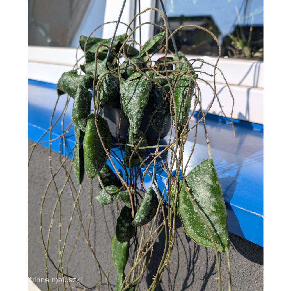 Hoya imbricata Ø14cm.