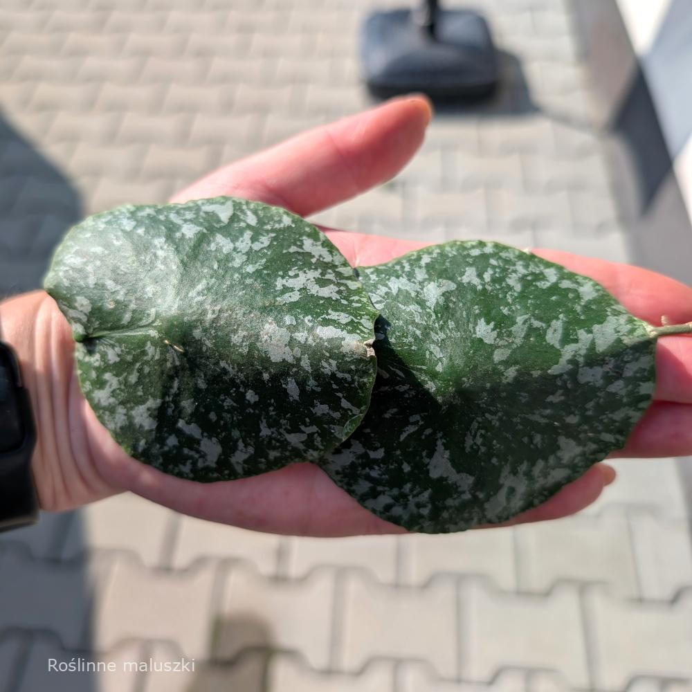 Hoya imbricata Ø14cm.