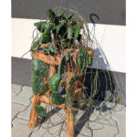 Hoya imbricata Ø14cm.