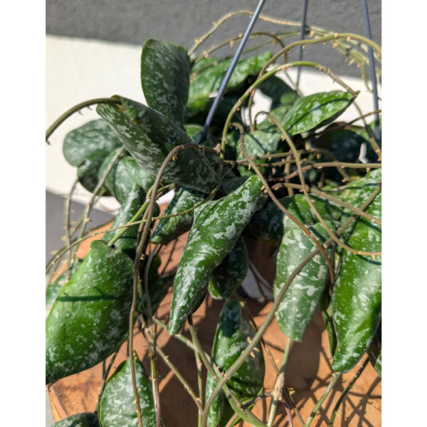 Hoya imbricata Ø14cm.