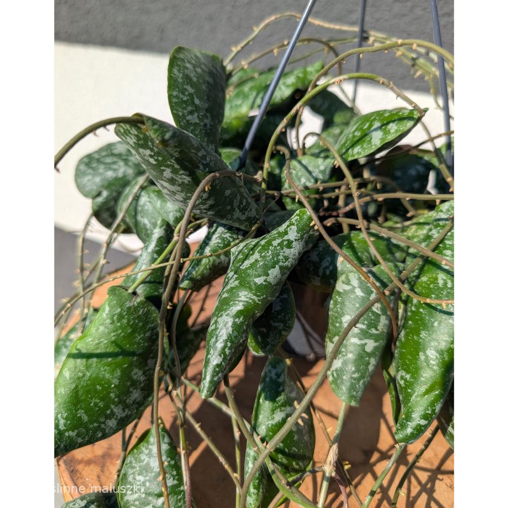 Hoya imbricata Ø14cm.