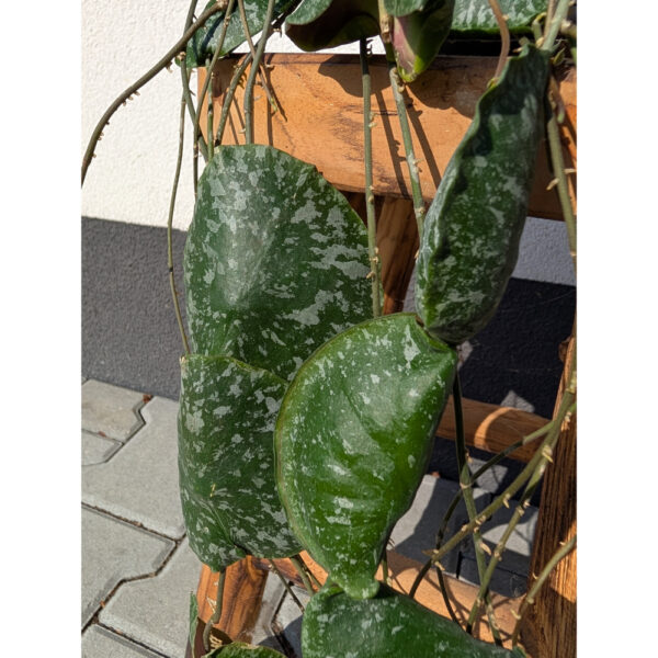 Hoya imbricata Ø14cm.