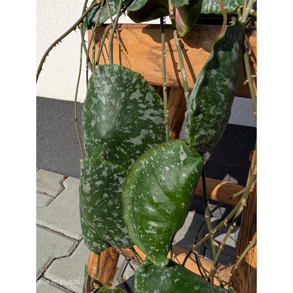 Hoya imbricata Ø14cm.