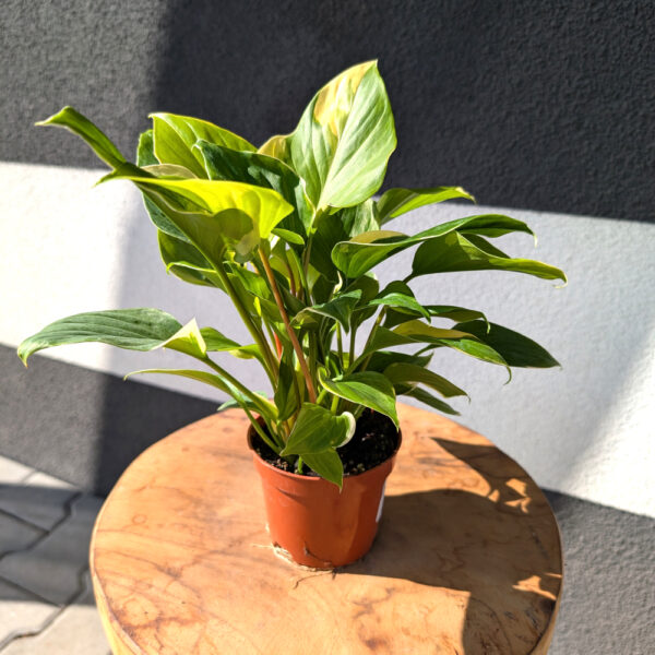 Homalomena Sunshine Gem Variegata