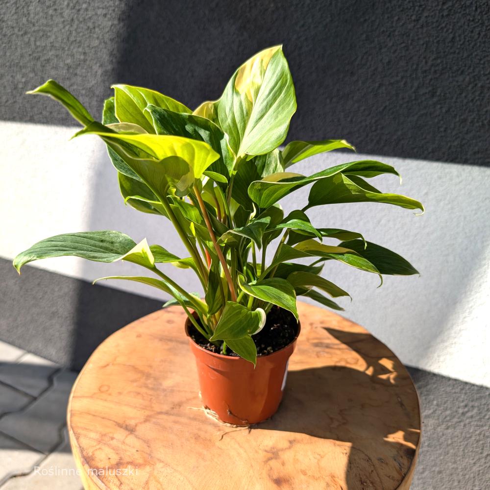 Homalomena Sunshine Gem Variegata