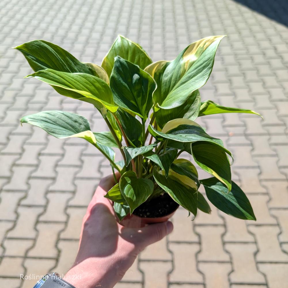 Homalomena Sunshine Gem Variegata