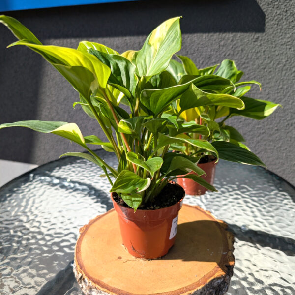 Homalomena Sunshine Gem Variegata