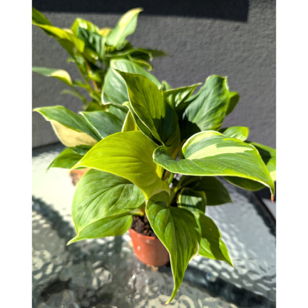 Homalomena Sunshine Gem Variegata
