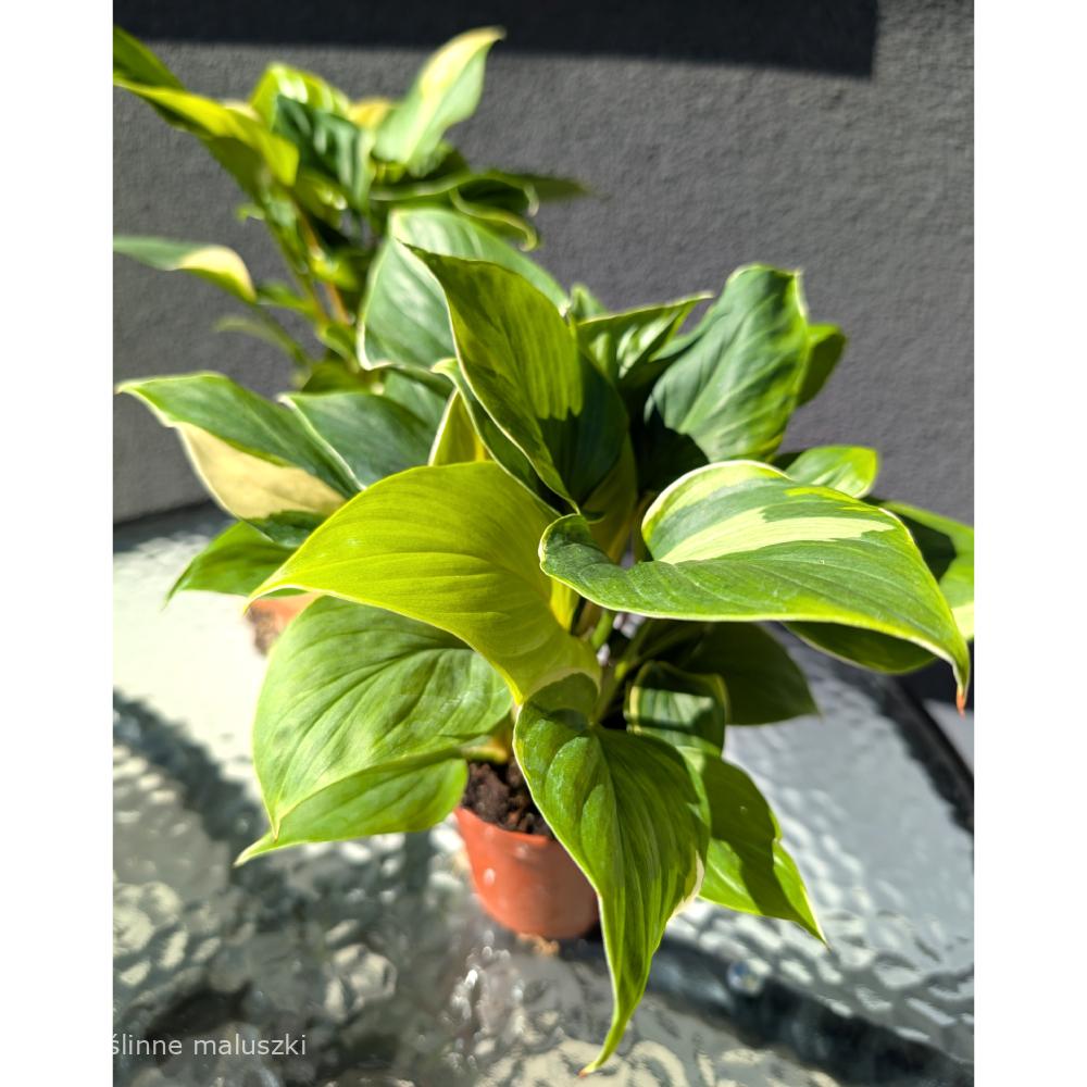 Homalomena Sunshine Gem Variegata