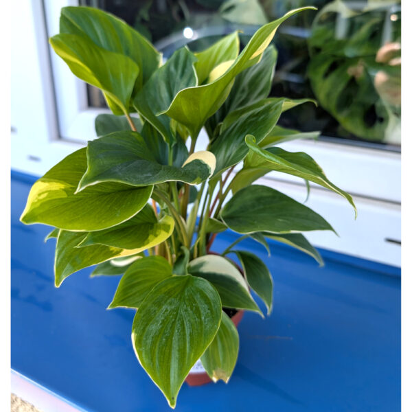 Homalomena Sunshine Gem Variegata