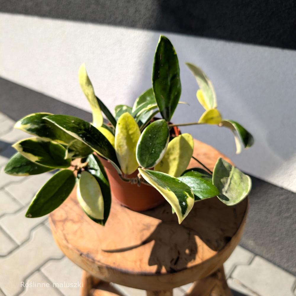 Hoya Acuta albo variegata