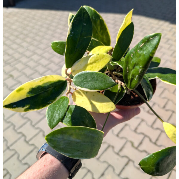 Hoya Acuta albo variegata
