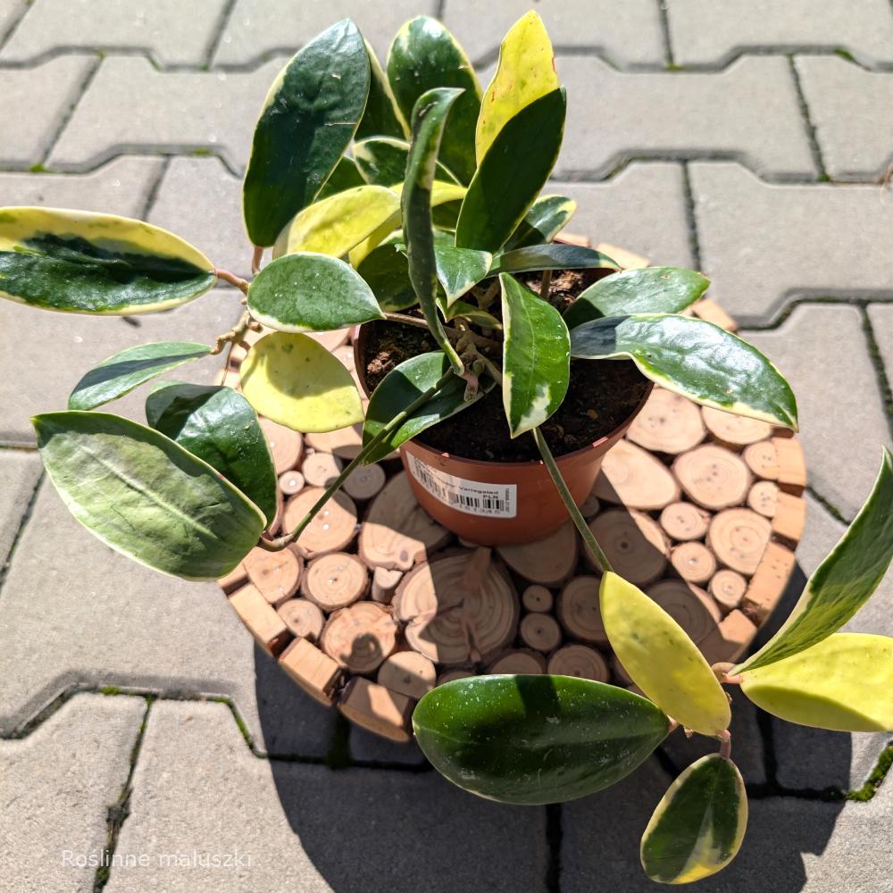 Hoya Acuta albo variegata