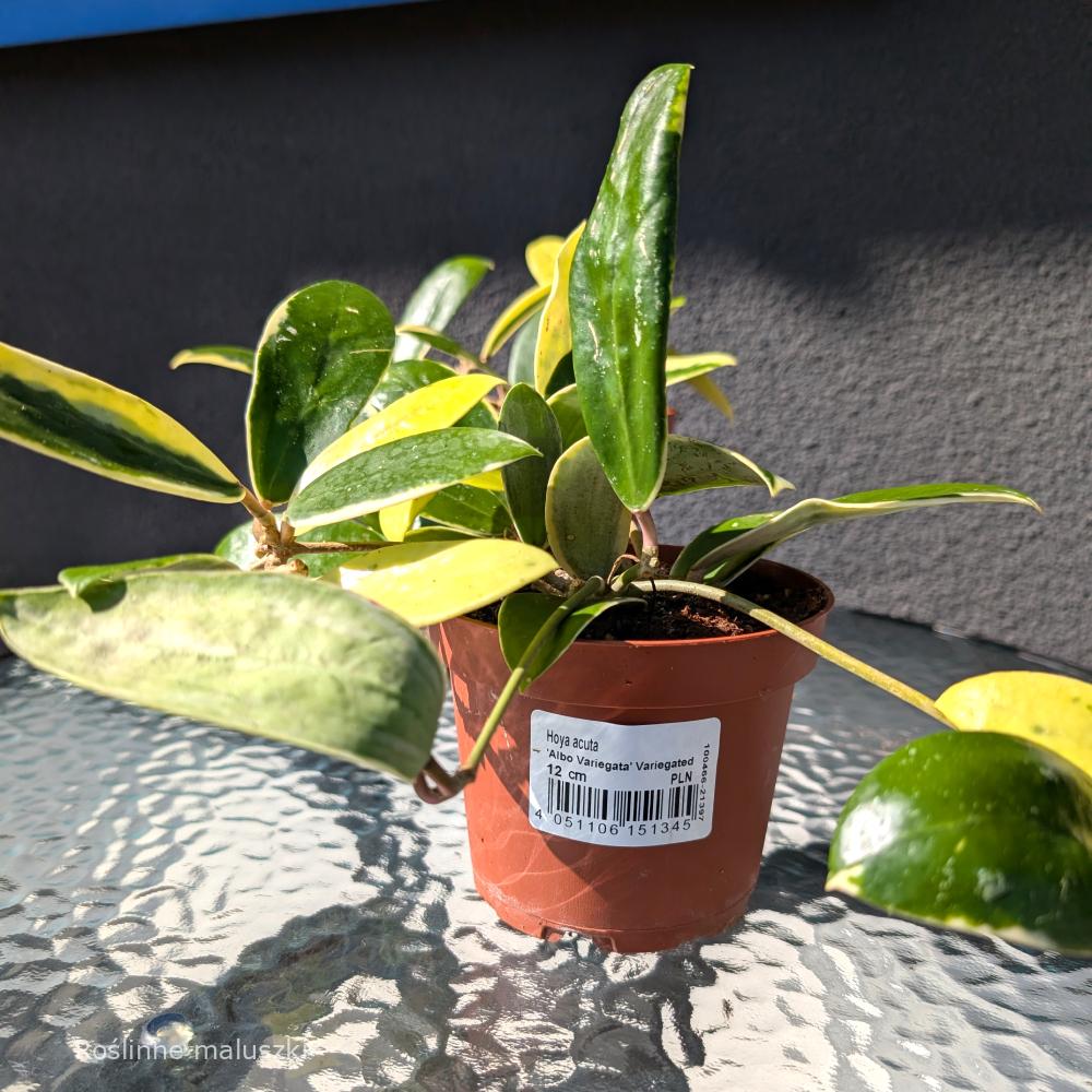 Hoya Acuta albo variegata
