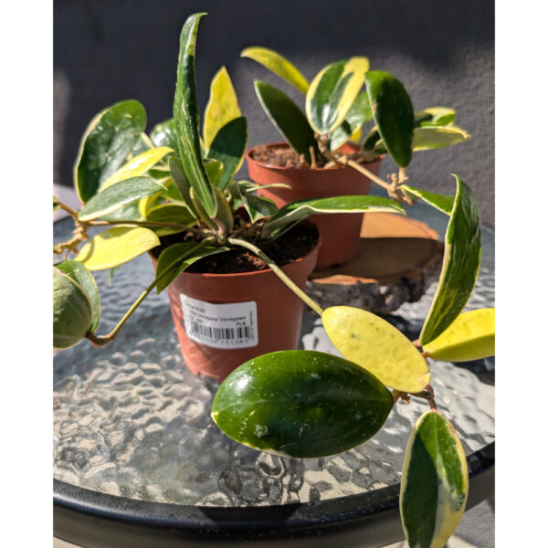 Hoya Acuta albo variegata