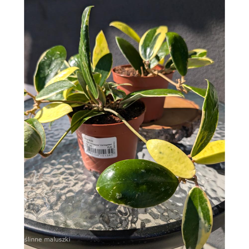 Hoya Acuta albo variegata
