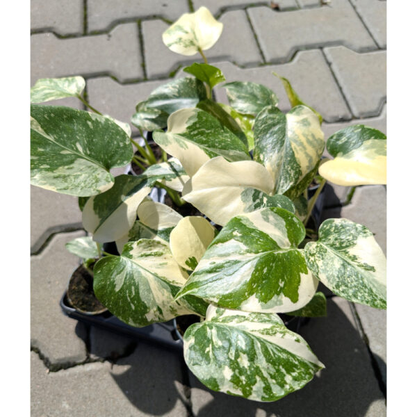 Monstera deliciosa Creme Brulee