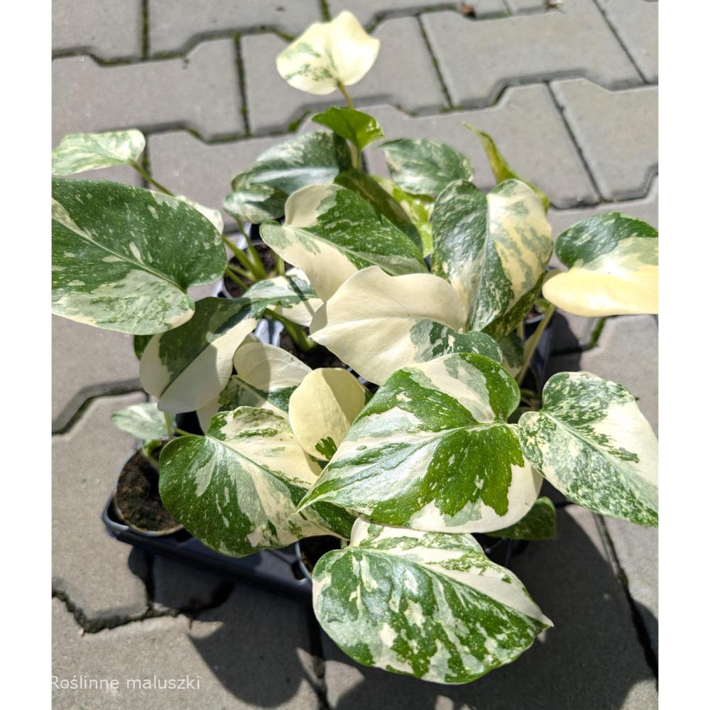 Monstera deliciosa Creme Brulee