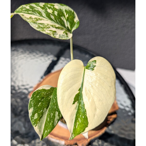 Monstera deliciosa Creme Brulee