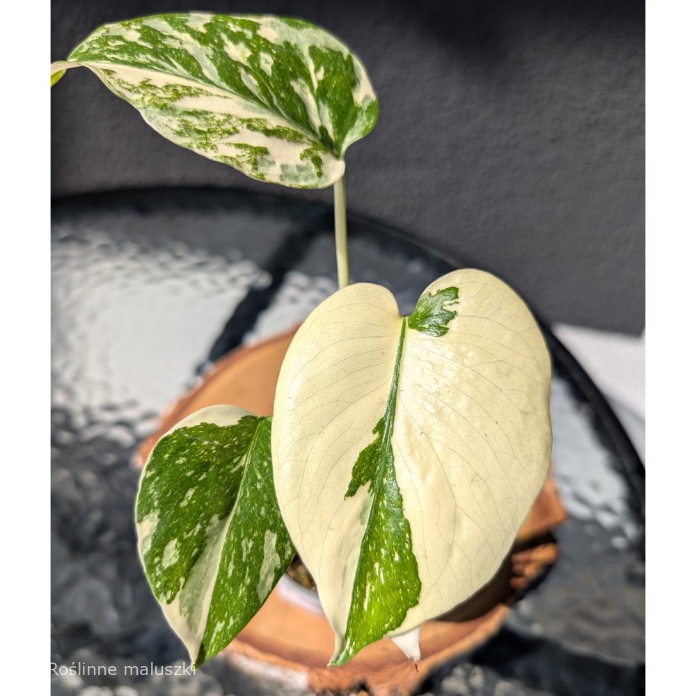 Monstera deliciosa Creme Brulee