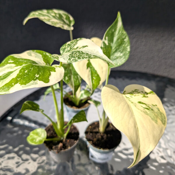 Monstera deliciosa Creme Brulee