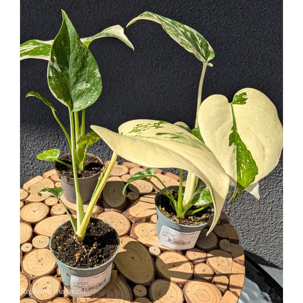 Monstera deliciosa Creme Brulee