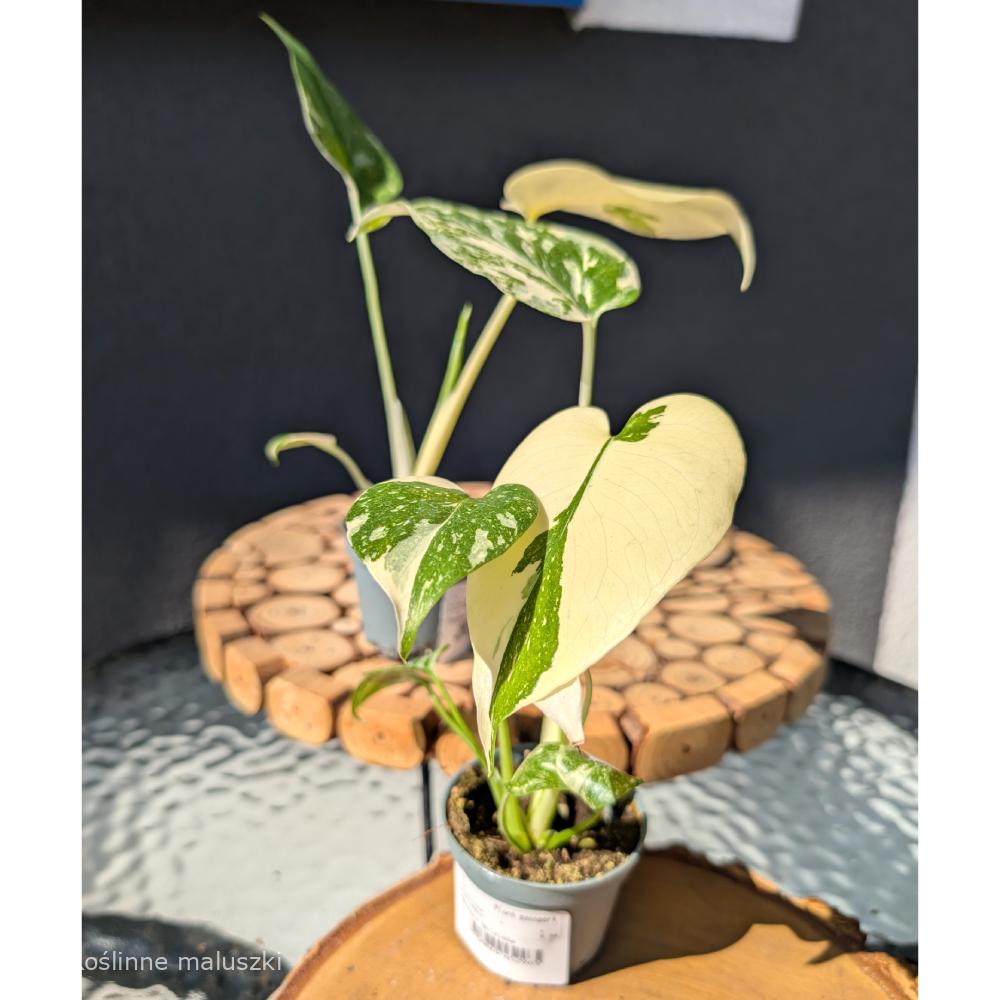 Monstera deliciosa Creme Brulee