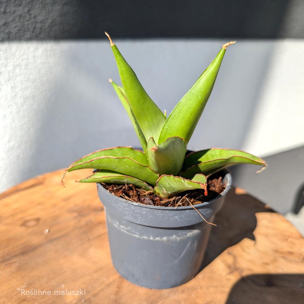 Sansevieria Platinum Crown