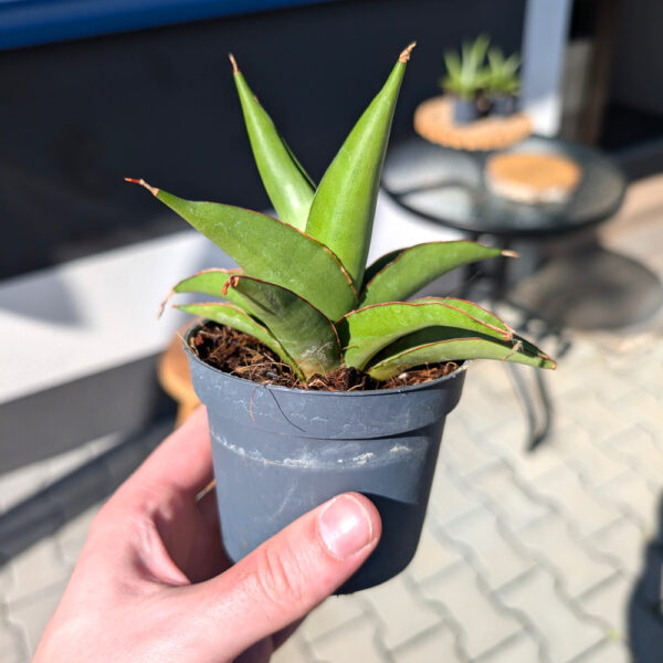 Sansevieria Platinum Crown